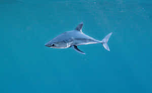 Porbeagle Sharkin Blue Waters Wallpaper