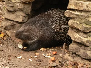Porcupine Near Rock Den.jpg Wallpaper