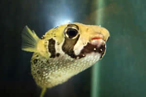 Porcupinefish Close Up Portrait Wallpaper
