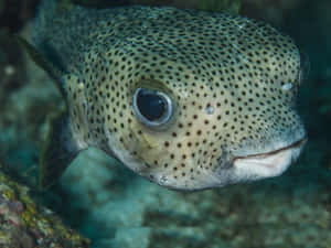 Porcupinefish Close Up Underwater Wallpaper