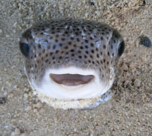 Porcupinefish_ Closeup_ Sand_ Background Wallpaper