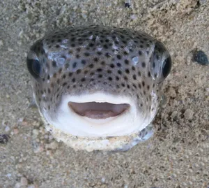 Porcupinefish_ Closeup_ Sand_ Background Wallpaper