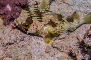 Porcupinefish_ Resting_on_ Coral_ Reef Wallpaper