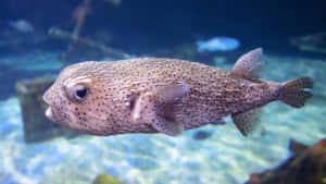 Porcupinefish Swimming Underwater Wallpaper