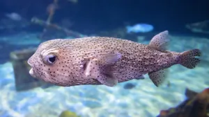 Porcupinefish Swimming Underwater Wallpaper