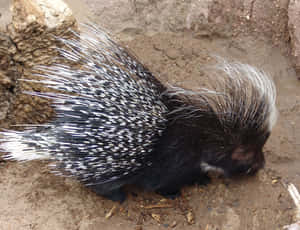 Porcupinein Natural Habitat.jpg Wallpaper