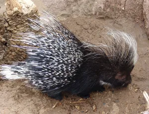 Porcupinein Natural Habitat.jpg Wallpaper