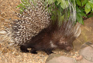 Porcupinein Natural Habitat.jpg Wallpaper