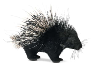 Porcupinein Profile Wallpaper