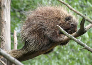 Porcupinein Tree Wallpaper