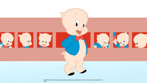 Porky Pig Cartoon Warner Bros Wallpaper