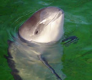 Porpoise Peeking Outof Water.jpg Wallpaper