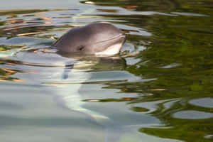 Porpoise Surfacingin Calm Waters Wallpaper