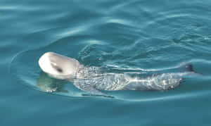 Porpoise Surfacingin Calm Waters Wallpaper