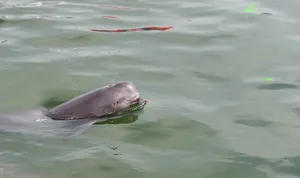 Porpoise Surfacingin Calm Waters Wallpaper