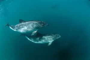 Porpoise Swimming In The Deep Blue Ocean Wallpaper