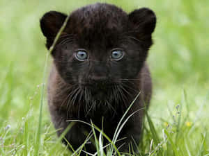 Portrait Cute Black Panther Wallpaper
