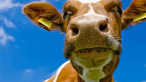 Portrait Of A Beautiful Brown Cow Wallpaper