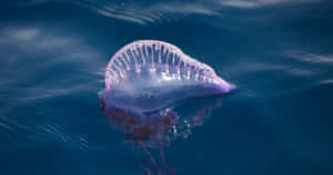 Portuguese Man O War Adrift Wallpaper