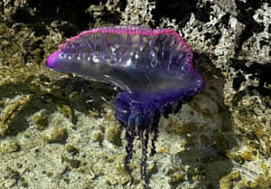 Portuguese Man O War Ashore Wallpaper
