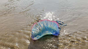 Portuguese Man O War Ashore.jpg Wallpaper