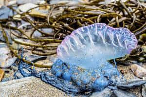 Portuguese Man O War Ashore Wallpaper