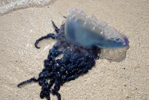 Portuguese Man O War Beached Wallpaper