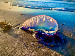 Portuguese Man O War Beachedat Sunset Wallpaper