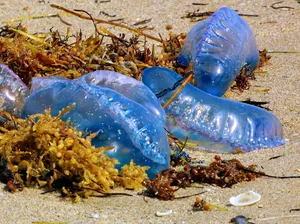 Portuguese Man O War Strandedon Beach Wallpaper