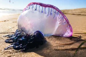 Portuguese Man O War Strandedon Beach Wallpaper