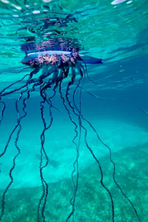 Portuguese Man O War Underwater Wallpaper