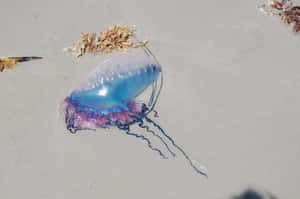 Portuguese Man O Waron Sand Wallpaper