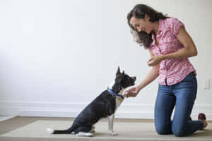 Positive Reinforcement Dog Training.jpg Wallpaper