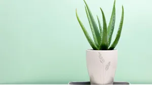 Pot Of Aloe Vera Plant Wallpaper