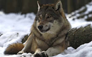 Powerful Alpha Wolf In The Wilderness Wallpaper