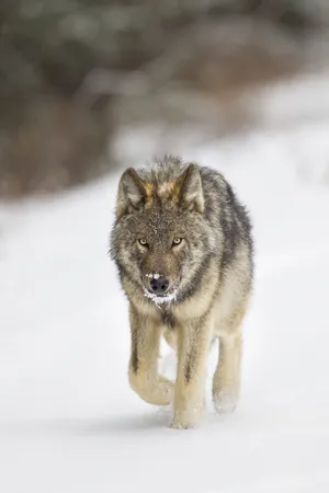 Powerful Stare Of The Alpha Wolf Wallpaper