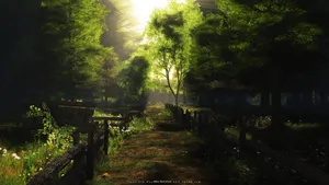 Practical Forest Wallpaper