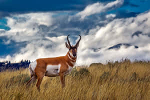 Prairie Antelope Under Cloudy Sky Wallpaper