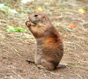 Prairie Dog Eating Berry Wallpaper