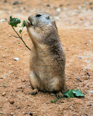 Prairie Dog Eating Leaves Wallpaper