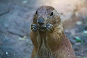 Prairie Dog Eating Treat Wallpaper