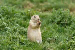 Prairie Dog Eatingin Grassland.jpg Wallpaper