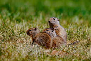 Prairie Dog Familyin Grass Wallpaper