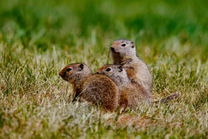 Prairie Dog Familyin Grass Wallpaper