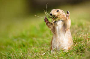 Prairie Dog Gathering Nesting Material Wallpaper