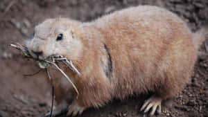 Prairie Dog Gathering Nesting Material Wallpaper