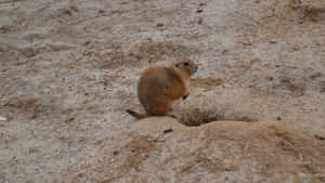 Prairie Dog On Alert Wallpaper