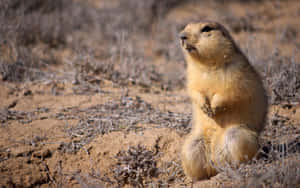 Prairie Dog On Alert.jpg Wallpaper