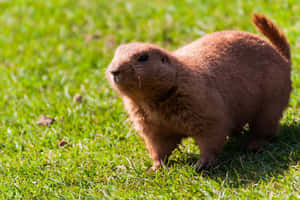 Prairie Dog On Grass.jpg Wallpaper