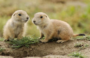 Prairie Dog Pair Cuteness Wallpaper